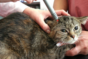Cat Aids