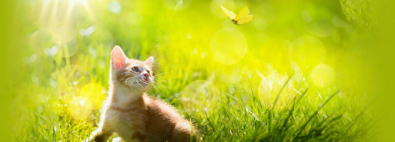 Cat Enclosures Gippsland